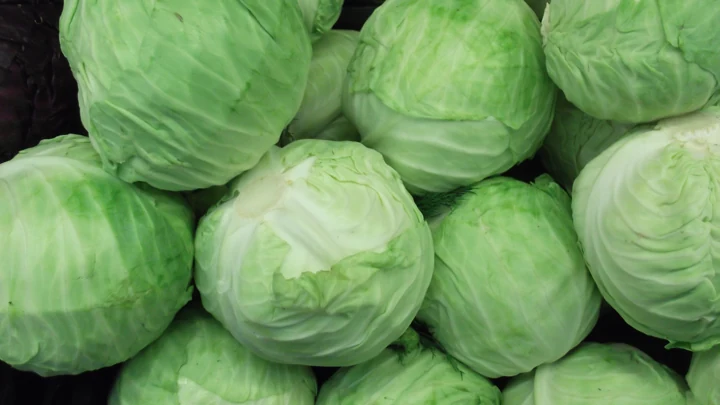 Cabbage (Green)