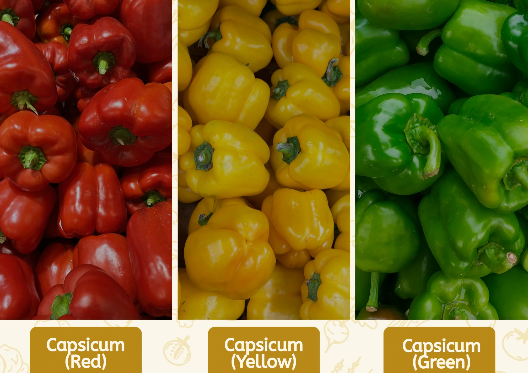 Capsicum